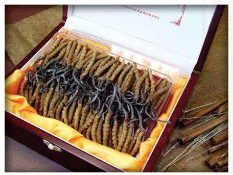 怀集冬虫夏草回收